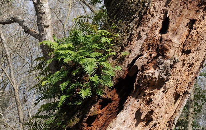 Aphyllophorales nella Tenuta di San Rossore